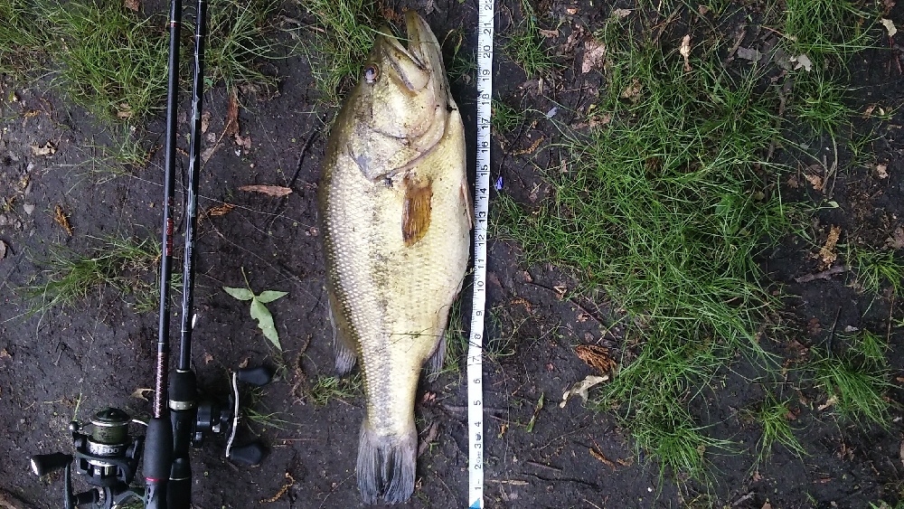 6 lber