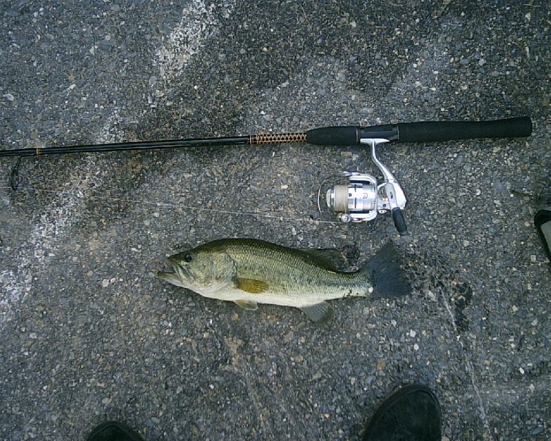 6/19/08 - Dudley Pond - Wayland, MA